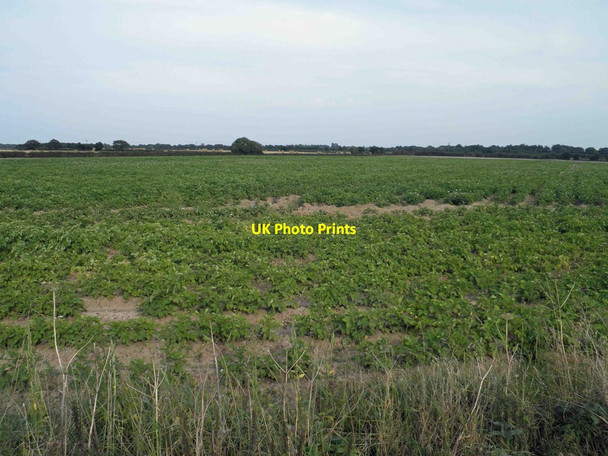 Photo 6"x4" Potato field on Kirk Sandall Common Kirk Sandall c2012