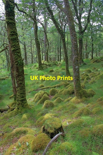 Photo 6"x4" Ariundle Nature Reserve Ariundle c2012