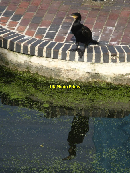 Photo 6"x4" Cormorant on the lock Camden Town c2012