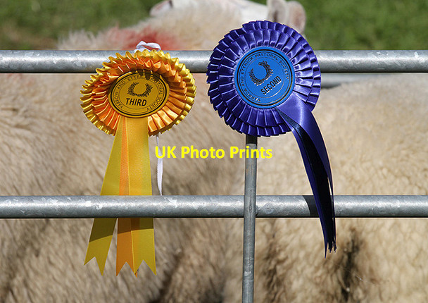 Photo 6"x4" Rosettes at the sheep pens Selkirk c2012