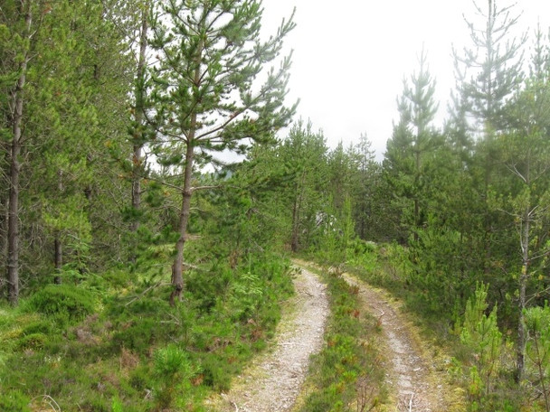 Photo 6"x4" Forestry track south of Loch Laggan near two unnamed Lochans Fersit c2008