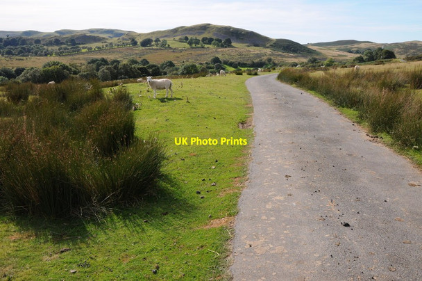 Photo 6"x4" Common at Cammant Camnant\/SO0956 c2012