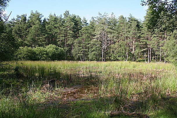 Photo 6"x4" Swampy Forest Pool Blackburn\/NJ2958 c2008
