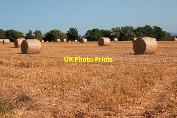 Photo 6"x4" Bales in a Field off Monk Gardens Lane Helmsley c2012