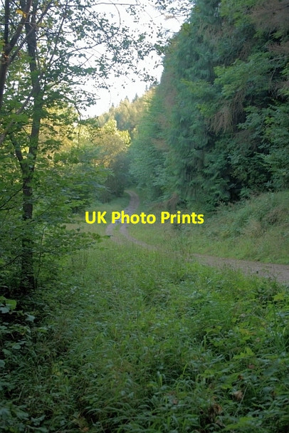 Photo 6"x4" Forestry Track in Riccal Dale Pockley c2012