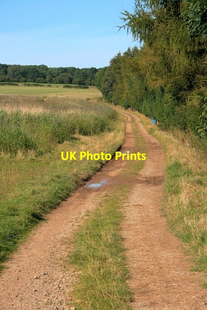 Photo 6"x4" Track to Carlton Park Wood Pockley c2012