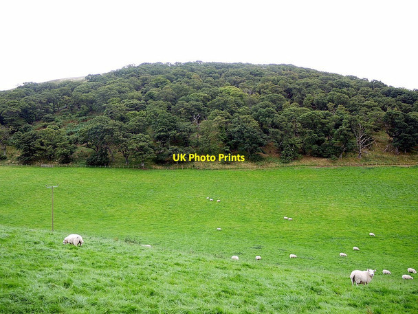 Photo 6"x4" Hethpoolbell Wood Westnewton\/NT9030 c2012