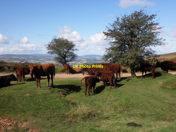 Photo 6"x4" Cattle near Bicknoller Post Weacombe c2012