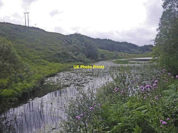 Photo 6"x4" Lilies on the pond Ardshealach c2012