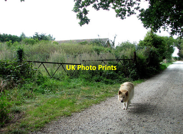 Photo 6"x4" To the River Waveney on River Way Belton\/TG4802 c2012