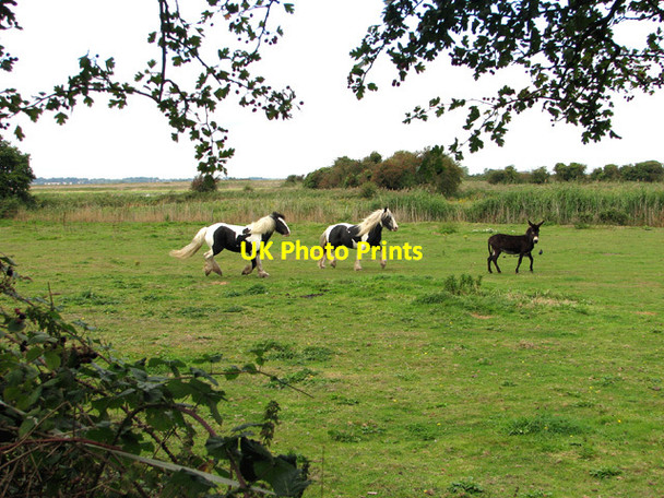 Photo 6"x4" Pastures by Willow Farm Belton\/TG4802 c2012