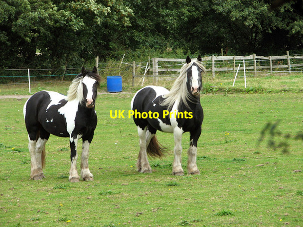 Photo 6"x4" Watching the world go by Belton\/TG4802 c2012