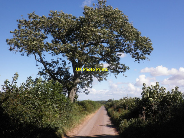 Photo 6"x4" Portway Lane Dodington\/ST1740 c2012