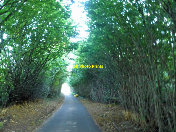 Photo 6"x4" Dark tree lined lane Bramcote Bramcote\/SP4088 c2012