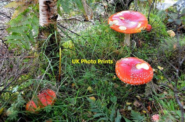 Photo 6"x4" Fly agaric fungi, Falls of Kirkaig Falls of Kirkaig c2012