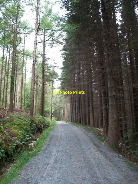 Photo 6"x4" Forest track leading west to Craignagore Bridge on the Glen River Newcastle\/J3732 c2012