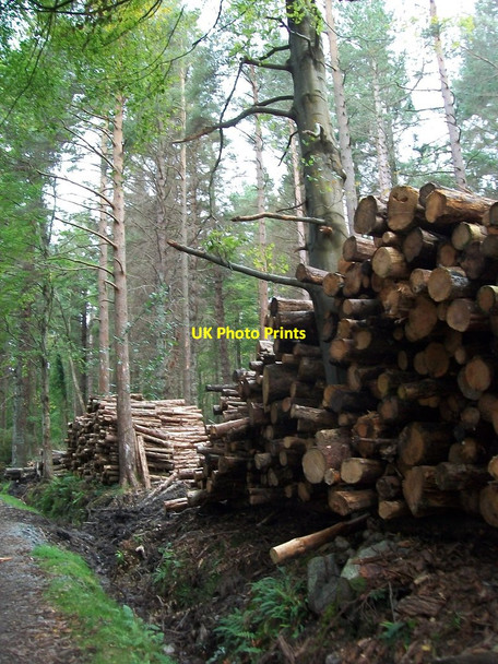 Photo 6"x4" Log piles in Donard Wood Newcastle\/J3732 c2012