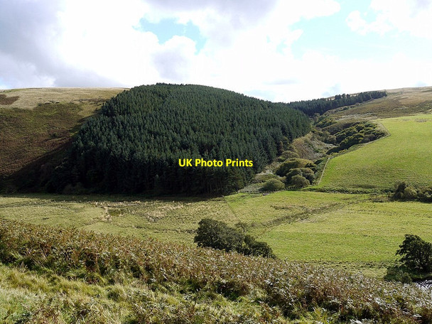 Photo 6"x4" Forest plantation by Cobden Burn Linhope\/NT9616 c2012