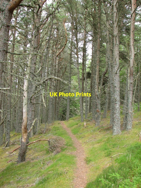 Photo 6"x4" Path, Cnoc M\u00c3\u00b2r Jamestown\/NH4756 c2012