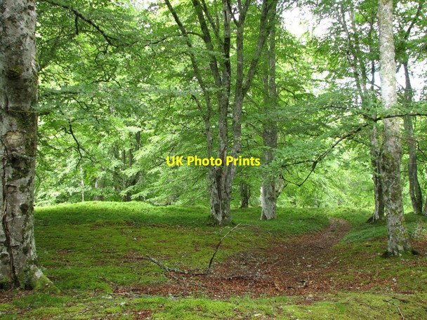 Photo 6"x4" Beech trees Glaichbea c2012