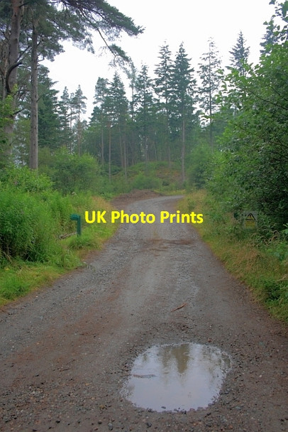 Photo 6"x4" Forest Track Strathyre\/NN5617 c2012