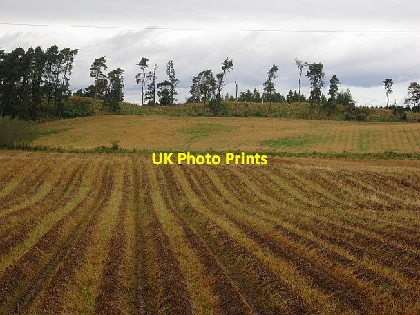 Photo 6"x4" Defoliated potato field Burrelton c2012