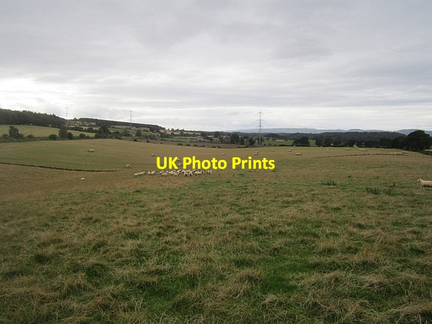 Photo 6"x4" Sheep pasture, Hatton Cargill c2012