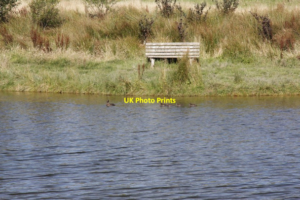 Photo 6"x4" Duck and Ducklings Llansantffraed-in-Elwel c2012