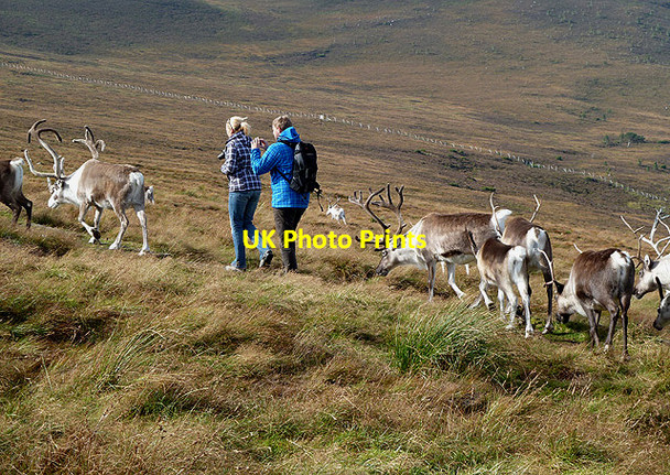 Photo 6"x4" Walking with reindeer Allt na Ciste c2012