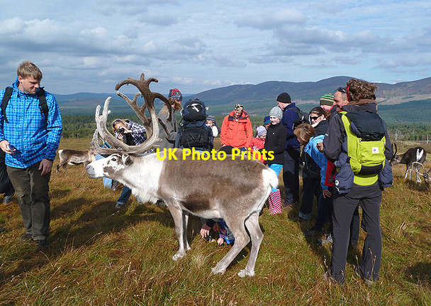Photo 6"x4" Meeting the Cairngorm reindeer Airgiod-meall c2012