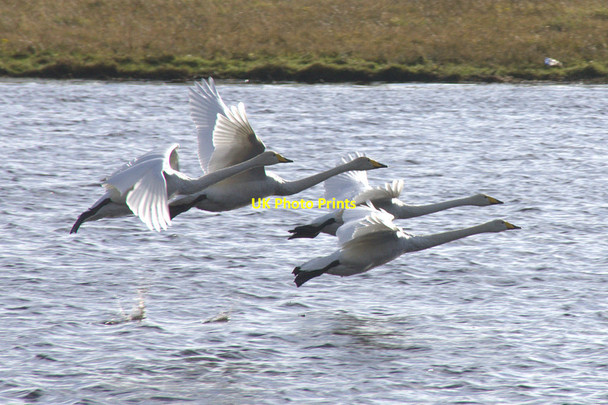 Photo 6"x4" Whooper Swans (Cygnus cygnus), Loch of Clickimin, Lerwick Lerwick c2012