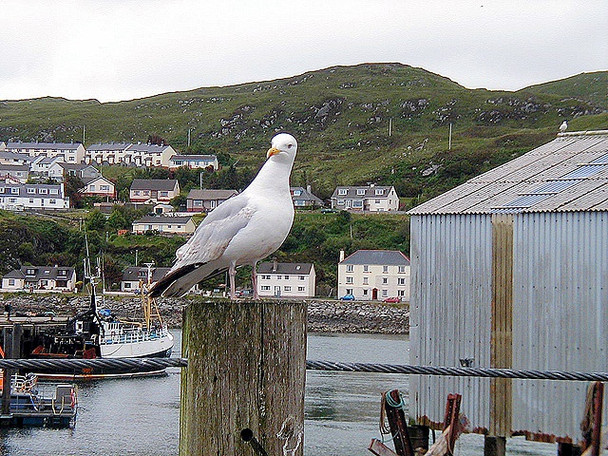Photo 6"x4" Gull at Mallaig Harbour Courteachan c2005