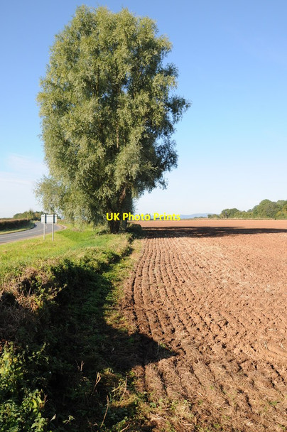 Photo 6"x4" Poplar trees in a hedgerow Holly Green\/SO8641 c2012