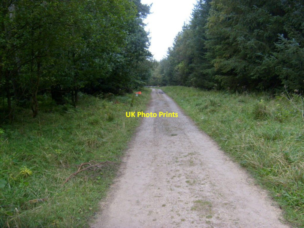Photo 6"x4" Forest track, Sneverdale Rigg Low Dalby c2012