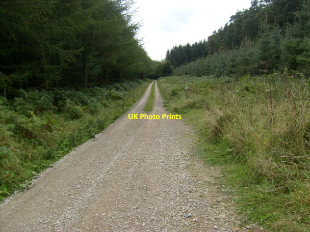 Photo 6"x4" Hawdale, Dalby Forest Low Dalby c2012