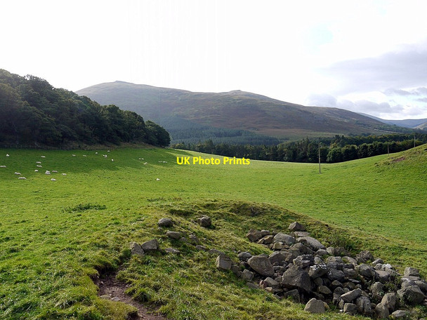 Photo 6"x4" Pasture west of Hethpoolbell Wood Westnewton\/NT9030 c2012