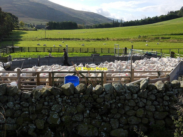 Photo 6"x4" Sheepfold near Hethpool Westnewton\/NT9030 c2012