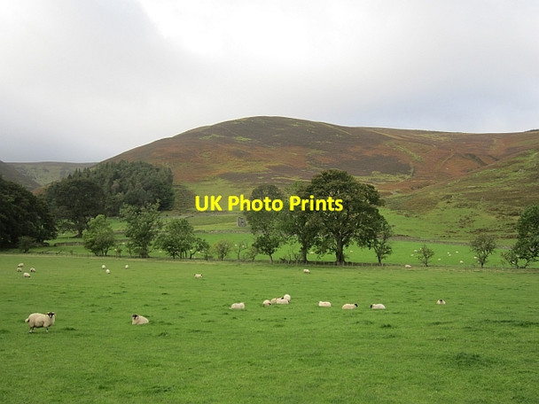 Photo 6"x4" Sheep, Posso Glenrath c2012