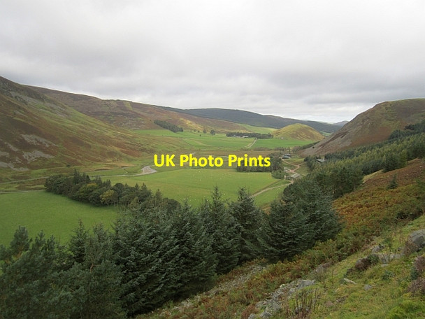 Photo 6"x4" Woodland above Langhaugh Langhaugh\/NT2031 c2012