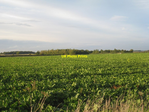 Photo 6"x4" View from Howell Fen Drove Howell c2012
