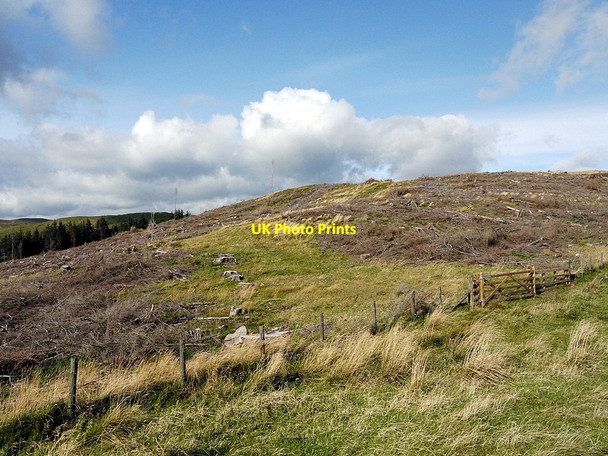 Photo 6"x4" Felled plantation above Elsdonburn Westnewton\/NT9030 c2012