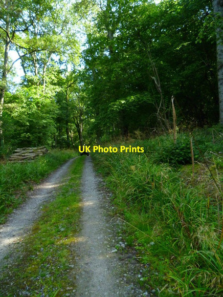 Photo 6"x4" The Orange Way in Dorset and Somerset (192) Goathill c2012