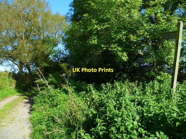 Photo 6"x4" The Orange Way in Dorset and Somerset (222) Henstridge Ash c2012