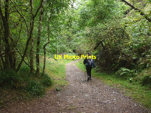 Photo 6"x4" Woodland path by the Inchewan Burn Birnam c2012