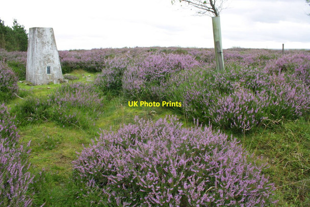Photo 6"x4" Witton Fell trig point East Witton c2012