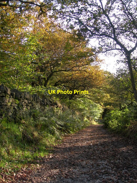 Photo 6"x4" Woodland Track - Slipper Lowe Abbey Village c2009