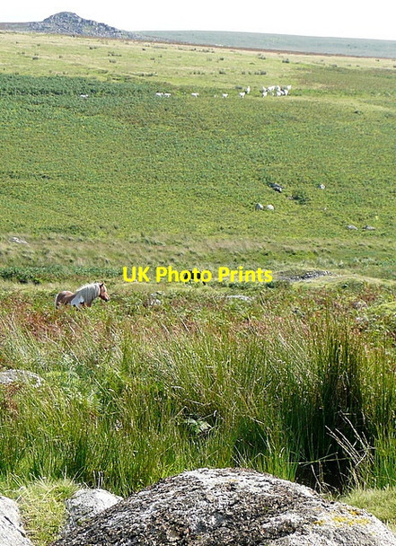 Photo 6"x4" Across the Plym Sheepstor c2012 P1