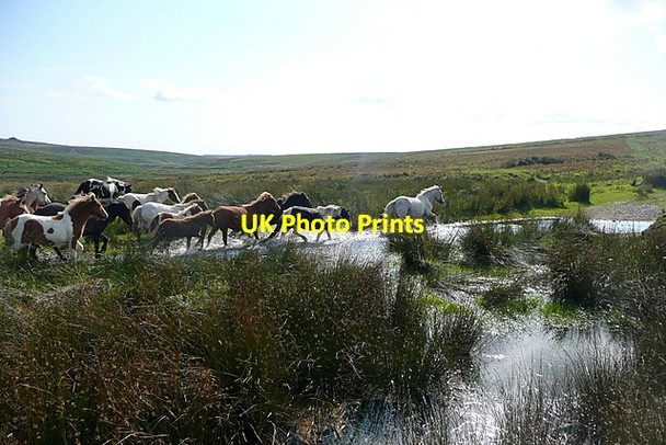 Photo 6"x4" Stampeding ponies (1) Sheepstor c2012