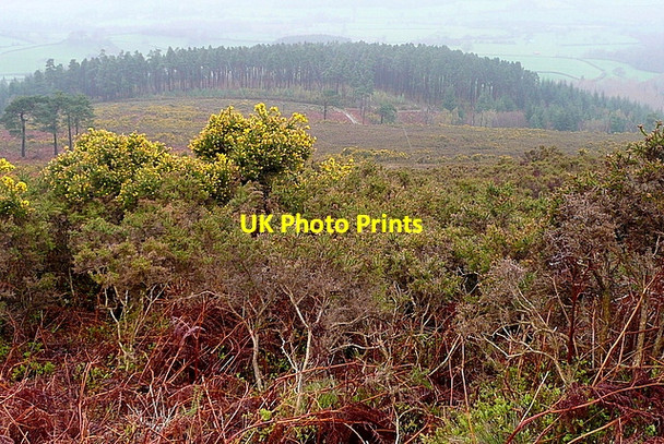 Photo 6"x4" View from Dunster Path Brockwell c2012