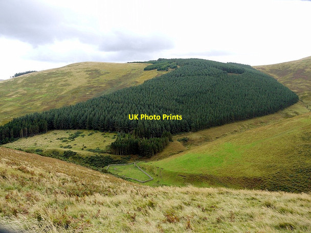 Photo 6"x4" Forest plantation on Loft Hill Loft Hill\/NT8725 c2012